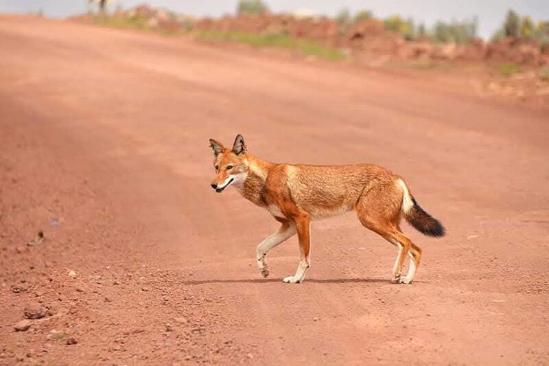 Bale Mountains National Park Tour Itinerary