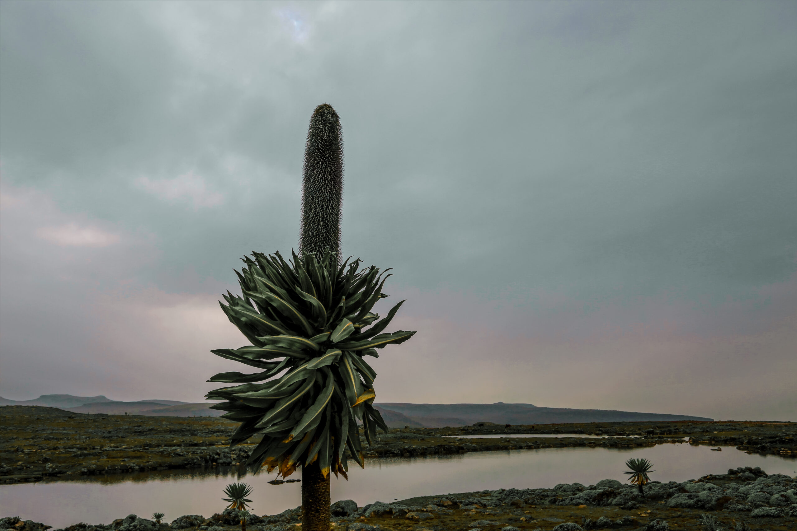 Giant Lobelia - Bale Mountains NP