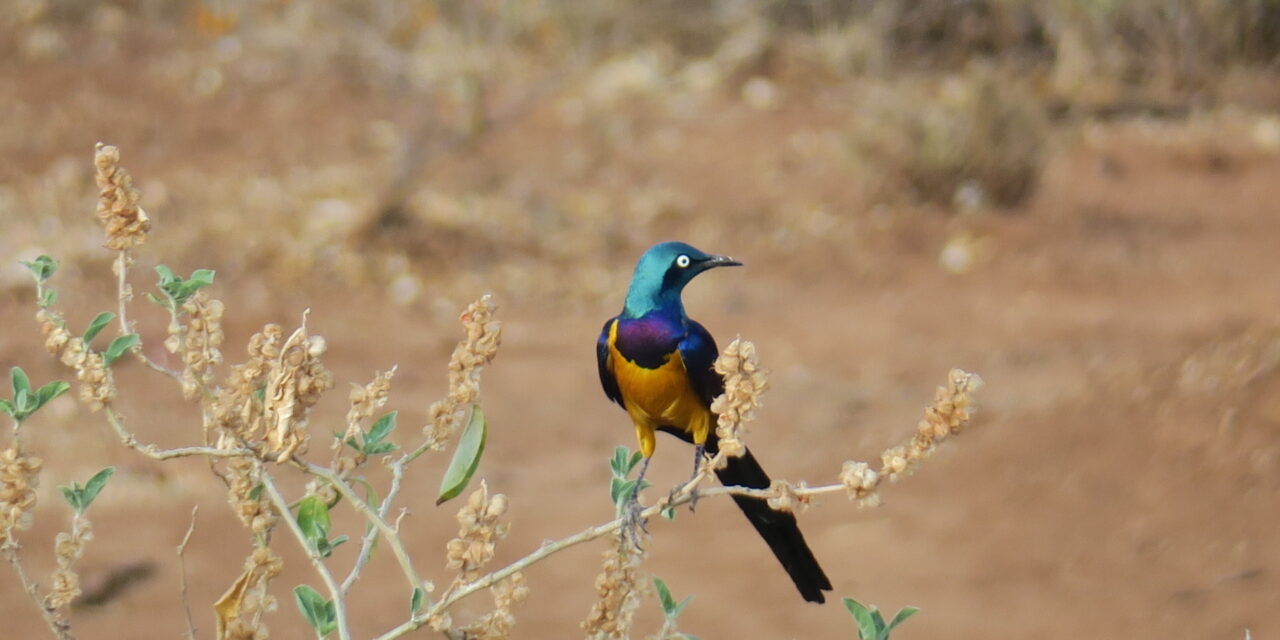 Birding Tour to Ethiopia