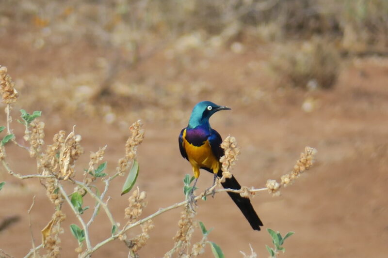 Birding Tour to Ethiopia