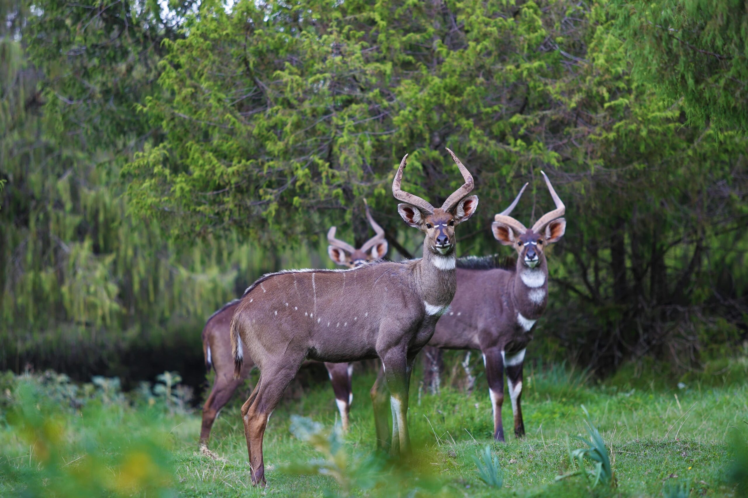 Mountain Nyala's - Bale Mountains National Park