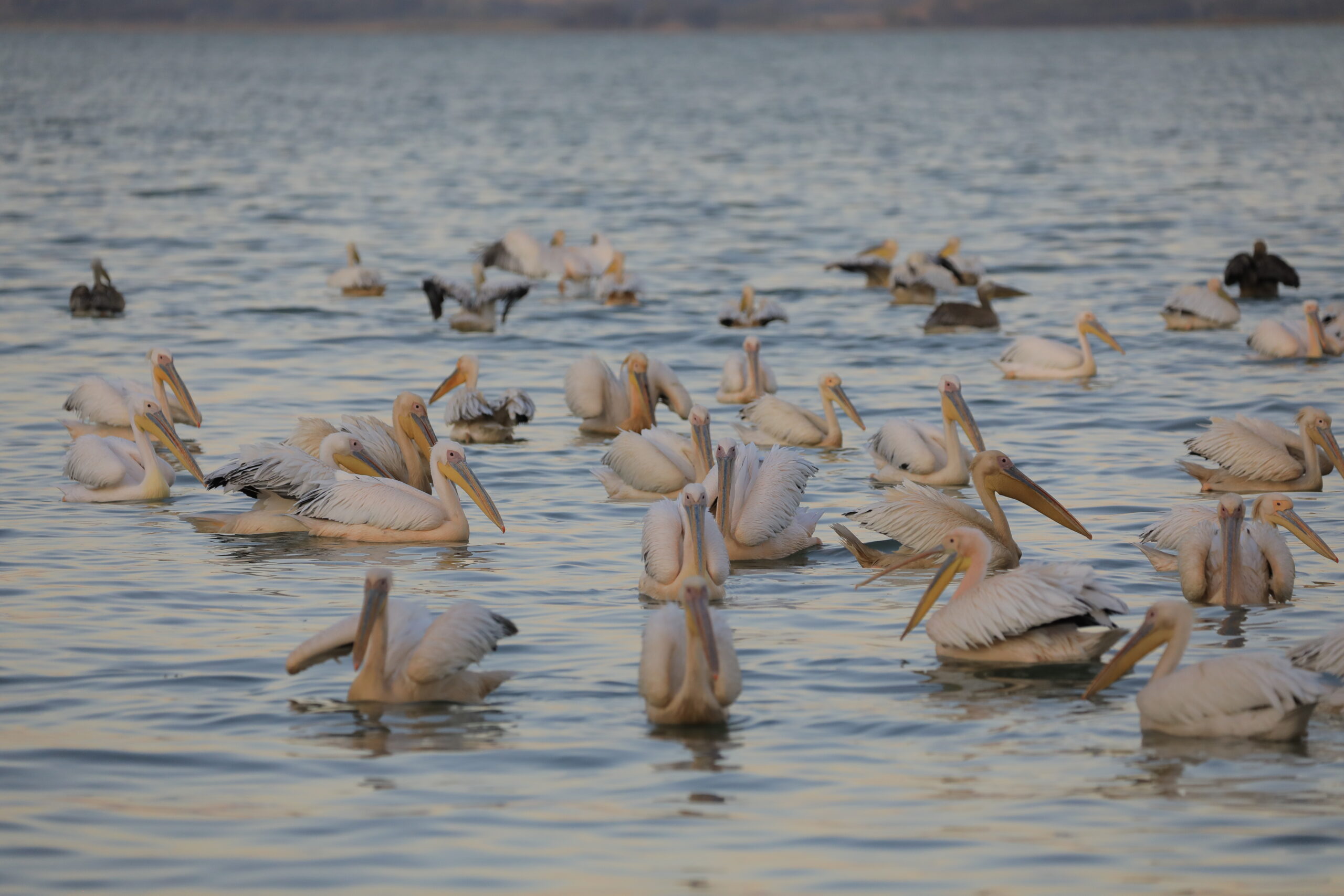 Pelicans - Lake Tana (1)