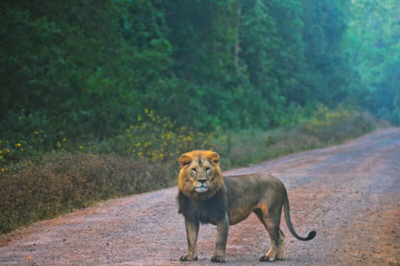luxury wildlife tour to Ethiopia